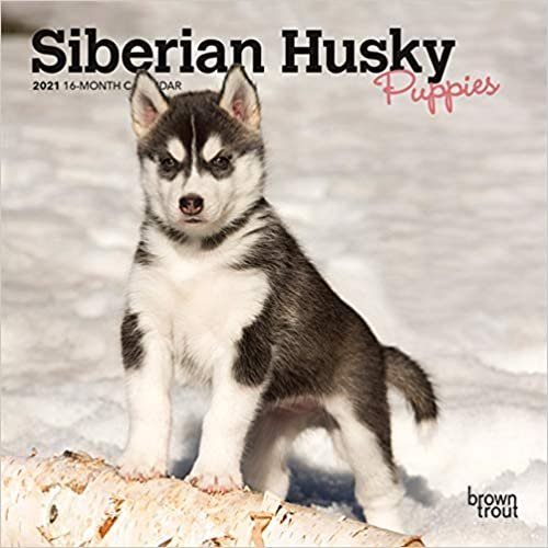 okumak Siberian Husky Puppies 2021 Calendar