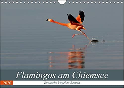 okumak Flamingos am Chiemsee (Wandkalender 2020 DIN A4 quer): Exotische Vögel zu Besuch (Monatskalender, 14 Seiten )