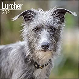 okumak Lurchers - Lurcher 2021: Original Avonside-Kalender [Mehrsprachig] [Kalender] (Wall-Kalender)