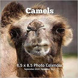 okumak Camels 8.5 X 8.5 Calendar September 2020 -December 2021: Monthly Calendar with U.S./UK/ Canadian/Christian/Jewish/Muslim Holidays-Nature Animals Wildlife