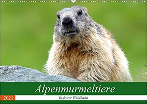 okumak Alpenmurmeltiere in freier Wildbahn (Wandkalender 2021 DIN A2 quer): Einblick in das Reich der putzigen Alpenbewohner (Monatskalender, 14 Seiten )