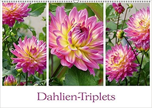 okumak Dahlien-Triplets (Wandkalender 2019 DIN A2 quer): Auf jeder Kalenderseite: Dahlien im Dreierpack (Monatskalender, 14 Seiten )