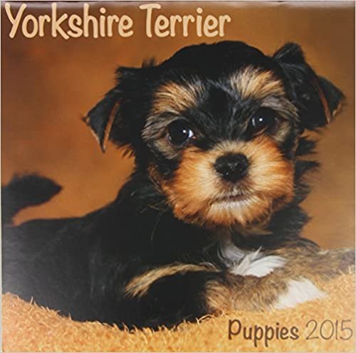 Yorkshire Terrier (Mini) 2015