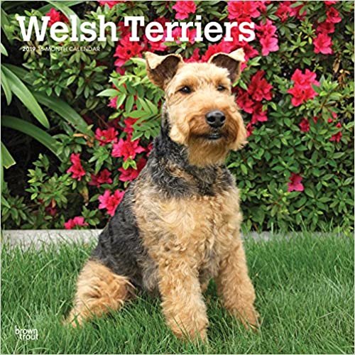 Welsh Terriers 2019 Square Wall Calendar