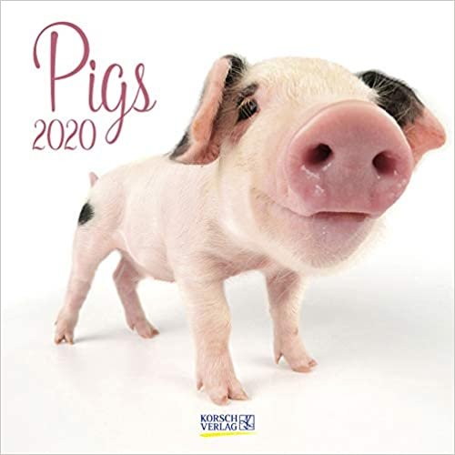 Pigs 2020: Broschürenkalender mit Ferienterminen. Süße Nahaufnahmen von Ferkeln vor weißen Hintergrund indir