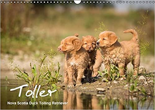 Toller - Nova Scotia Duck Tolling Retriever (Wandkalender 2016 DIN A3 quer): Ein Kalender mit 13 wunderschöne Fotos von Novia Scotia Duck Tolling ... ... (Monatskalender, 14 Seiten) (CALVENDO Tiere)