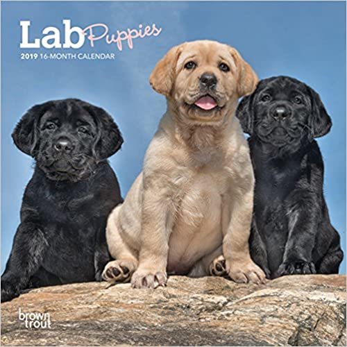 Lab Puppies 2019 Calendar