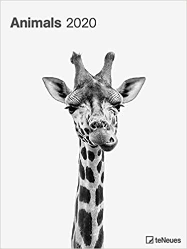 Animals 2020 - Fotokalender - 48x64cm - Posterkalender mit tierischer Porträtfotografie