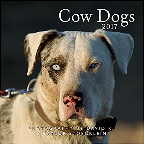 Cow Dogs 2017 Calendar