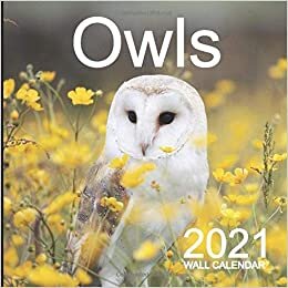 Owls 2021 Wall Calendar: Mini Wall Calendar Owl Photography 12 Month Calendar Planner