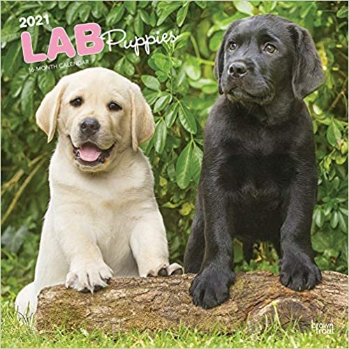 Labrador Retriever Puppies - Labradorwelpen 2021 - 18-Monatskalender mit freier DogDays-App: Original BrownTrout-Kalender [Mehrsprachig] [Kalender] indir