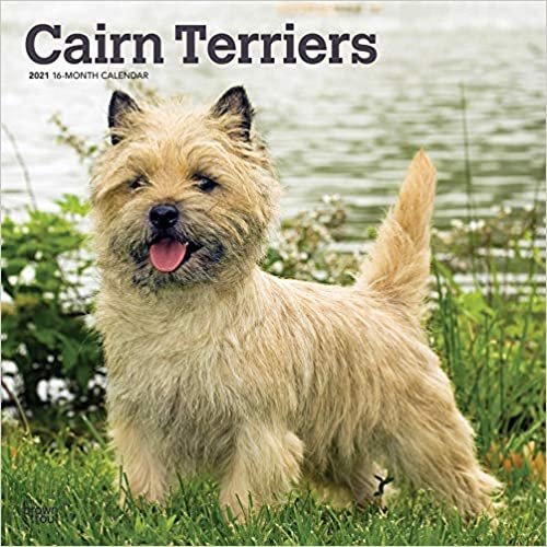 Cairn Terriers - Cairn Terrier 2021 - 18-Monatskalender mit freier DogDays-App: Original BrownTrout-Kalender [Mehrsprachig] [Kalender]