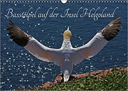 Basstölpel auf der Insel Helgoland (Wandkalender 2017 DIN A3 quer): Einblicke in das Leben der Basstölpel (Monatskalender, 14 Seiten )