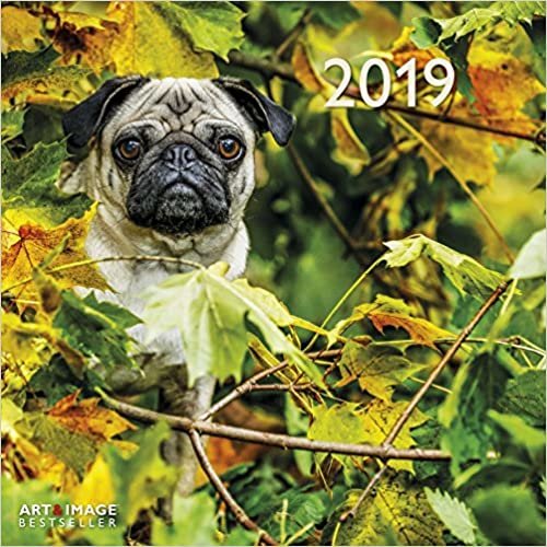 2019 Pug Dog Calendar - Animal Calendar - 30 x 30 cm