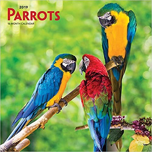 Parrots - Papageien 2019 - 18-Monatskalender (Wall-Kalender) indir