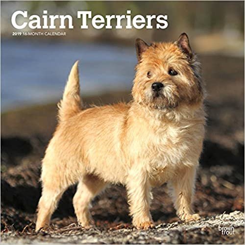 Cairn Terriers 2019 Square Wall Calendar indir