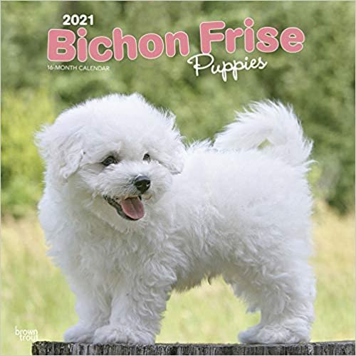 Bichon Frisé Puppies - Gelockter Bichon Welpen 2021 - 18-Mon