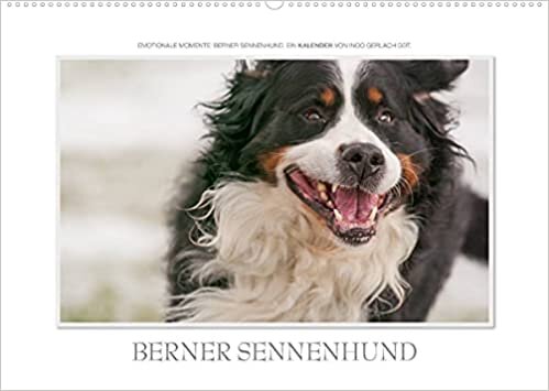 Emotionale Momente: Berner Sennenhund. (Wandkalender 2022 DIN A2 quer): Ingo Gerlach GDT hat wunderschöne Bilder des Berner Sennenhundes gemacht. Mehr ... (Monatskalender, 14 Seiten ) (CALVENDO Tiere)