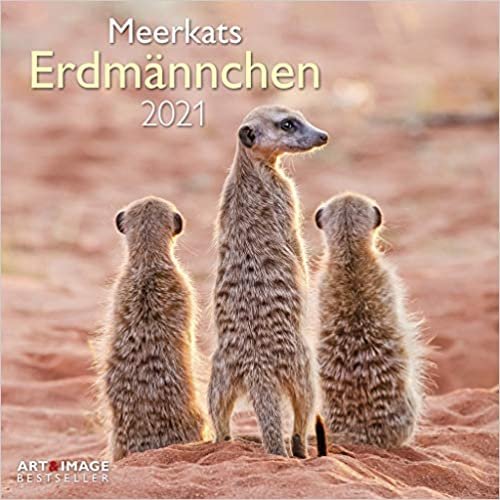 Erdmännchen 2021 - Wand-Kalender - Broschüren-Kalender - A&I - 30x30 - 30x60 geöffnet: Meerkats