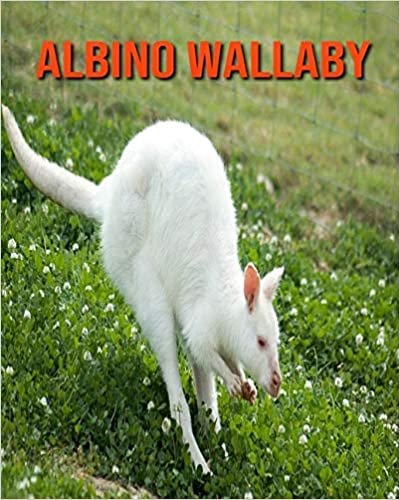 Albino Wallaby: Amazing Pictures and Facts About Albino Wallaby