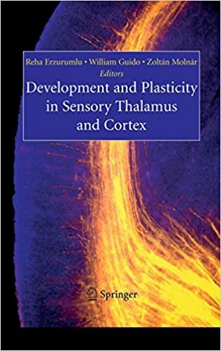Development and Plasticity in Sensory Thalamus and Cortex indir