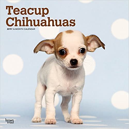 Chihuahuas, Teacup 2019 Square Wall Calendar