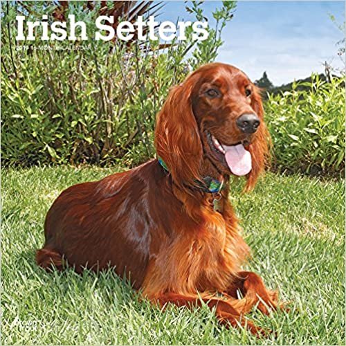 Irish Setters - Irish Setter 2019 - 18-Monatskalender mit freier DogDays-App (Wall-Kalender)