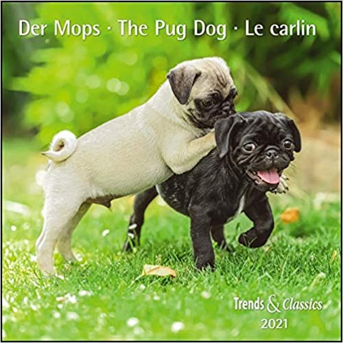 Der Mops The Pug Dog 2021 - Broschürenkalender - Wandkalender - mit herausnehmbarem Poster - Format 30 x 30 cm