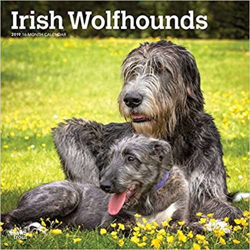 Irish Wolfhounds - Irische Wolfshunde 2019 - 18-Monatskalender mit freier DogDays-App (Wall-Kalender)
