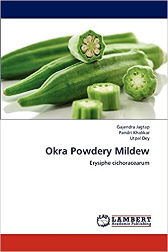 Okra Powdery Mildew: Erysiphe cichoracearum
