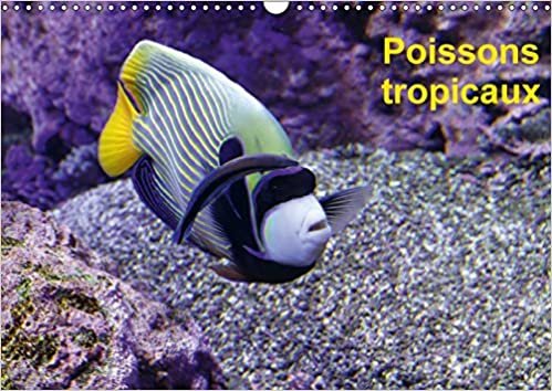 Poissons tropicaux (Calendrier mural 2018 DIN A3 horizontal): À la découverte des poisons tropicaux (Calendrier mensuel, 14 Pages ): A LA DECOUVERTE DES POISONS TR (Calvendo Animaux) indir