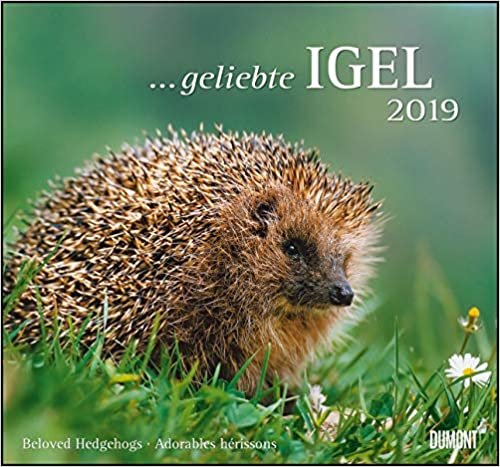 Geliebte Igel 2019 - DuMont Wandkalender: Mit den wichtigsten Feiertagen indir