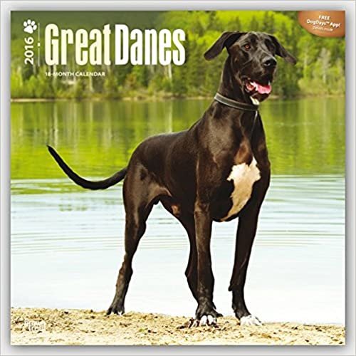 Great Danes (Intl) 2016 Wall indir