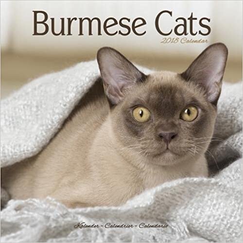 CATS - BURMESE