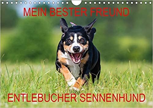 Mein bester Freund - Entlebucher Sennenhund (Wandkalender 2020 DIN A4 quer): Die kleinste Rasse der Schweizer Sennenhunde - der Entlebucher (Monatskalender, 14 Seiten ) (CALVENDO Tiere)