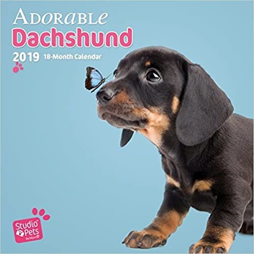 Adorable Dachshunds - Dackel 2019 - 18-Monatskalender: Original Myrna-Kalender