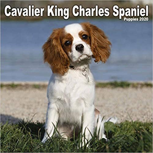 Cavalier King Charles Spaniel Puppies Mini Square Wall Calendar 2020 indir