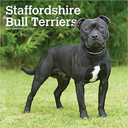 Staffordshire Bull Terriers 2020 Square Wall Calendar
