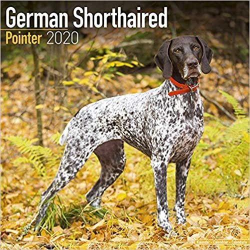 German Shorthaired Pointer Calendar 2020