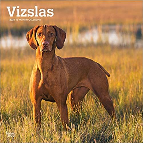Vizslas - Ungarische Vorstehhunde 2021 - 18-Monatskalender mit freier DogDays-App: Original BrownTrout-Kalender indir