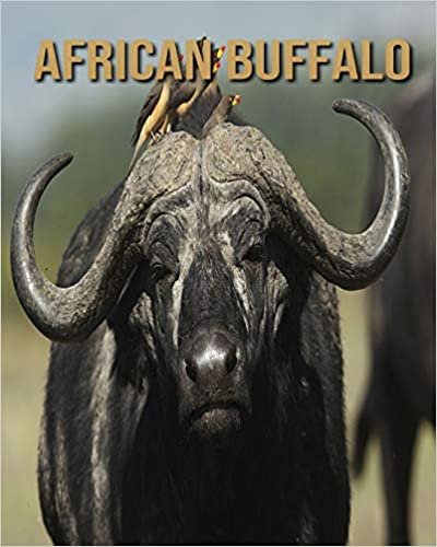 African buffalo: Incredible Pictures and Fun Facts about African buffalo