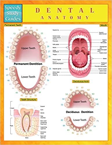 Dental Anatomy (Speedy Study Guides) indir