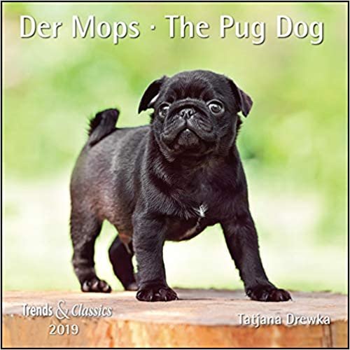 Der Mops The Pug Dog 2019 - Trends & Classics Kalender