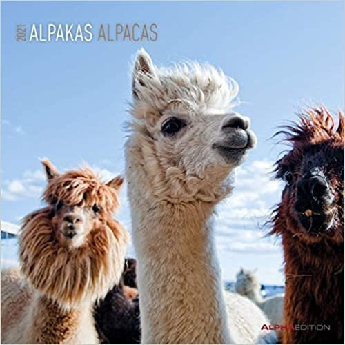 Alpakas 2021 - Broschürenkalender 30x30: Alpacas - Bild-Kalender - Wandplaner mit Platz für Notizen