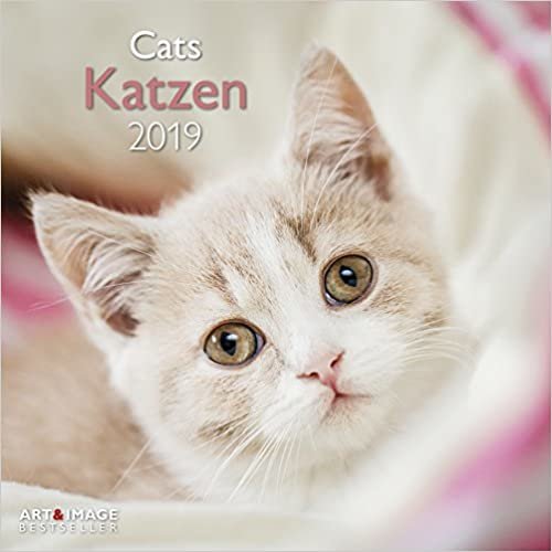 Katzen 2019 Broschürenkalender