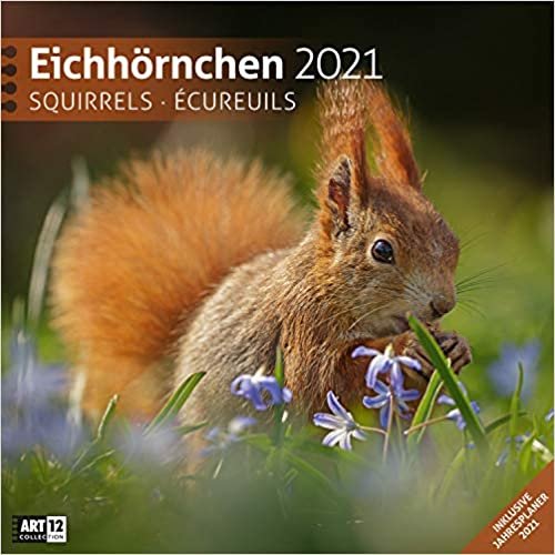 Eichhörnchen 2021 Broschürenkalender indir