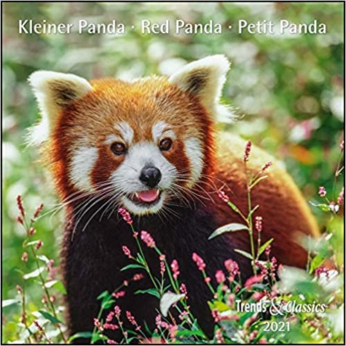 Kleiner Panda Red Panda 2021 - Broschürenkalender - Wandkalender - mit herausnehmbarem Poster