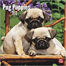Pug Puppies 2010