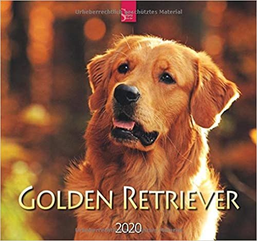 Golden Retriever 2020