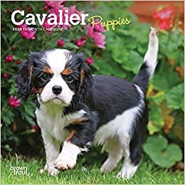 Cavalier King Charles Spaniel Puppies 2020 Mini Wall Calendar indir